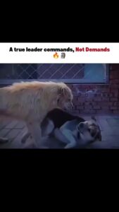 A true leader commands not demands lifelessons status video download