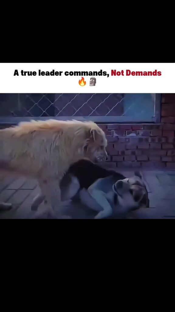A true leader commands not demands lifelessons status video download