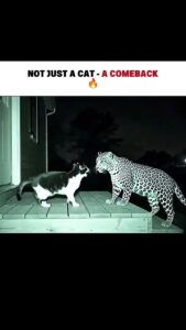 Not Just A Cat - A Comeback status video download