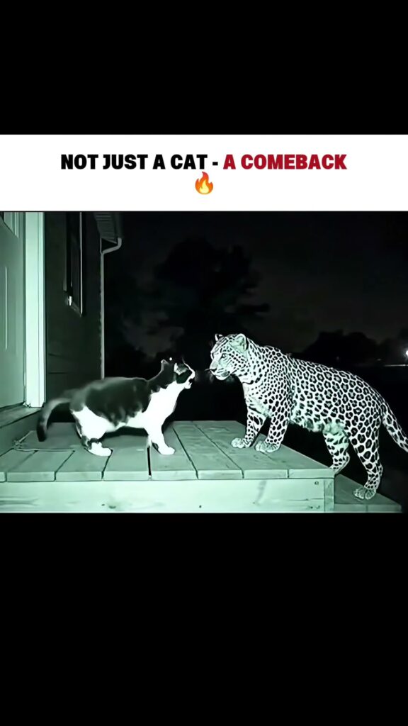 Not Just A Cat - A Comeback status video download