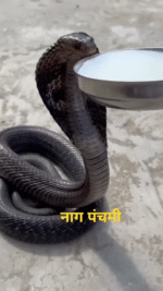 nag panchami status video the status video