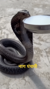 nag panchami status video the status video