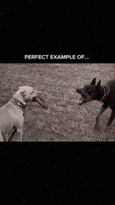 perfect example of dont bark if you cant bite status video download the video status