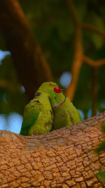 love birds kissing status status video download - the video status